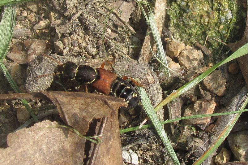 Staphylinus caesareus, Staphylinidae